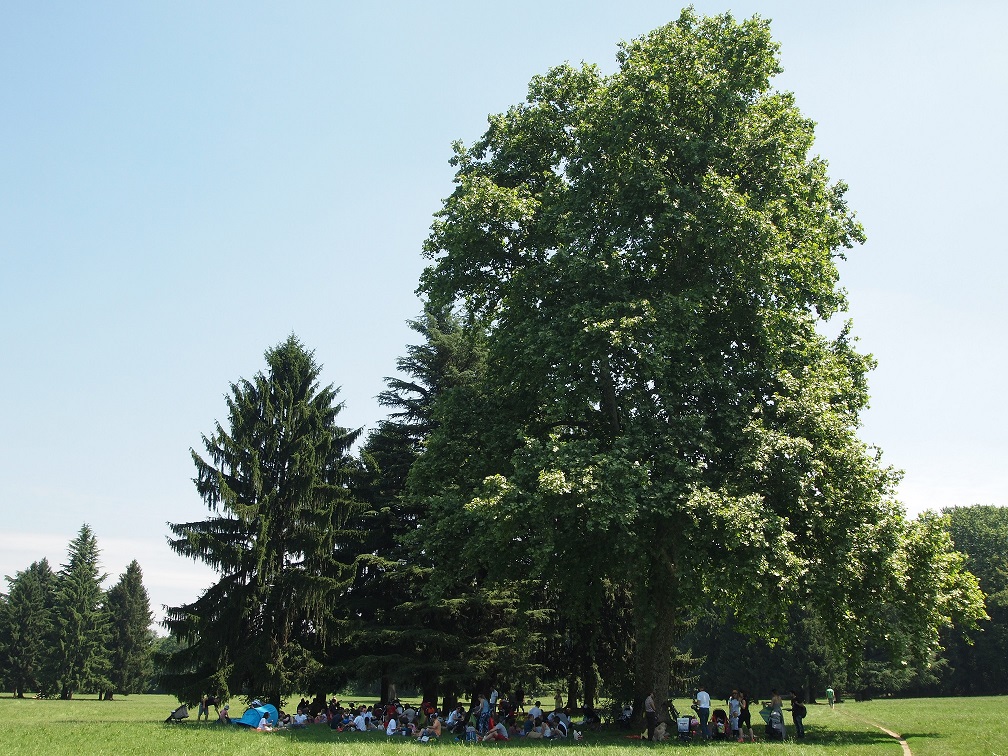 albero-famiglia