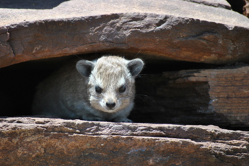 candelora_marmotta