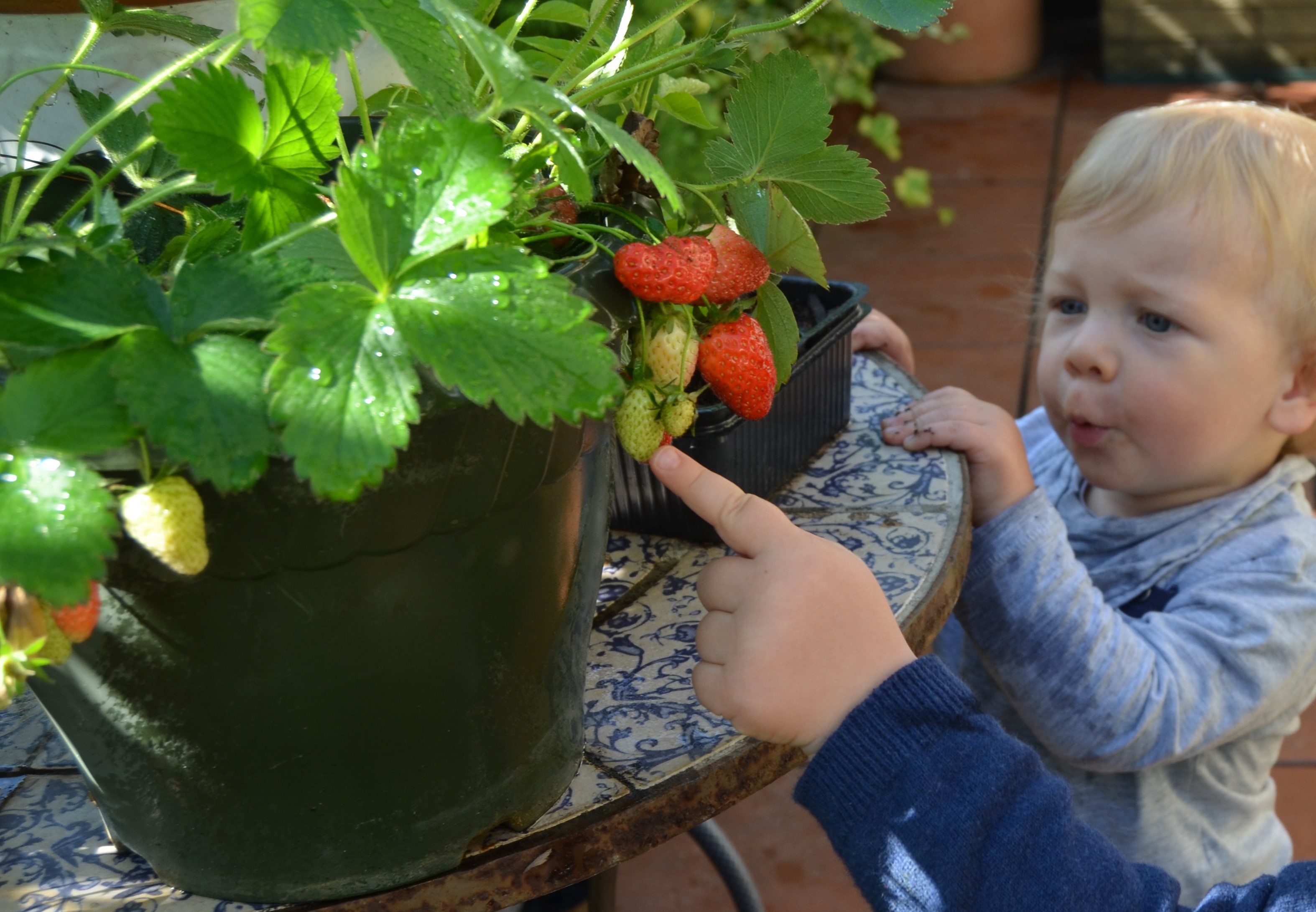 Fa la cosa giusta_fragole_2019